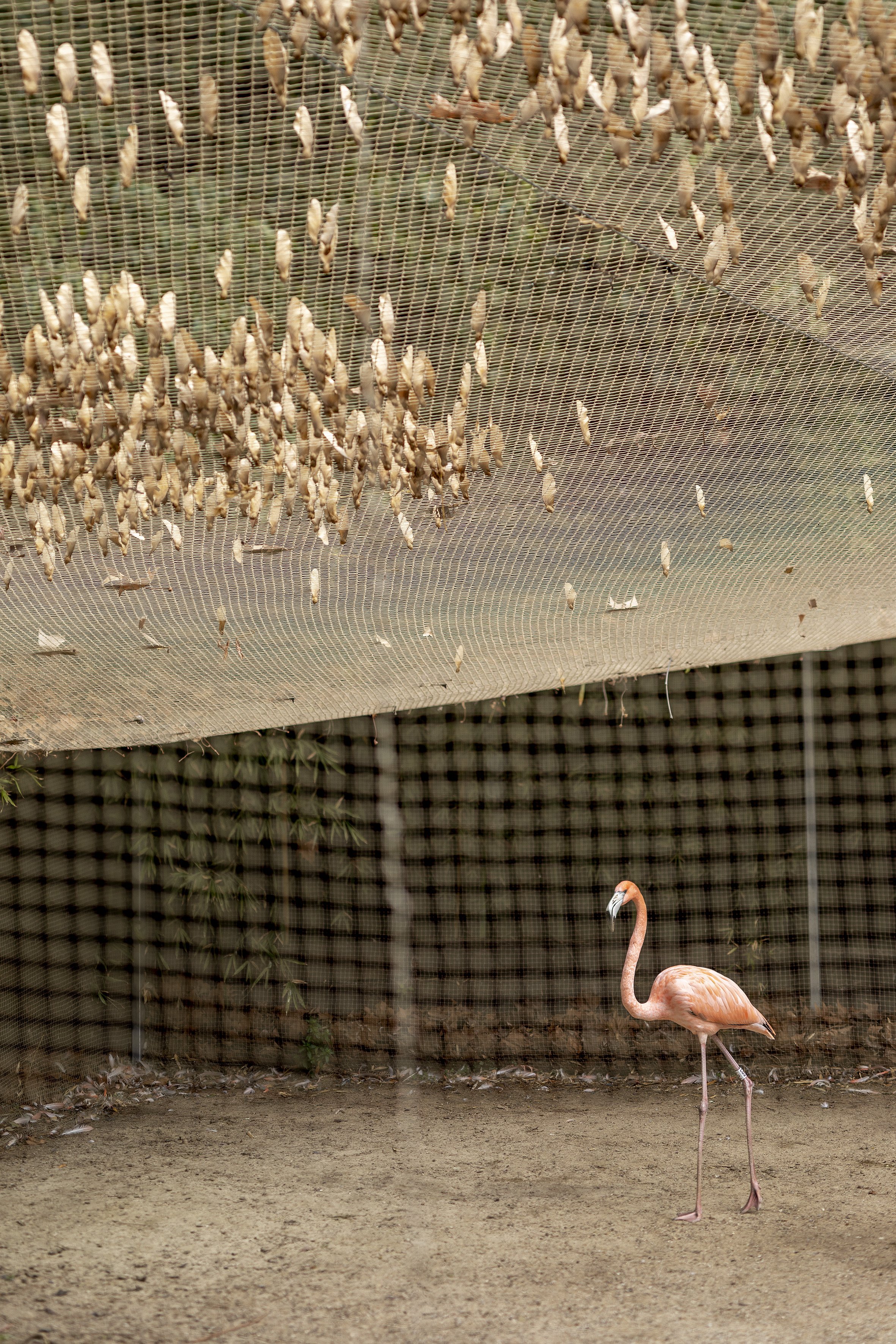 Flamingo, Barcelona Zoo