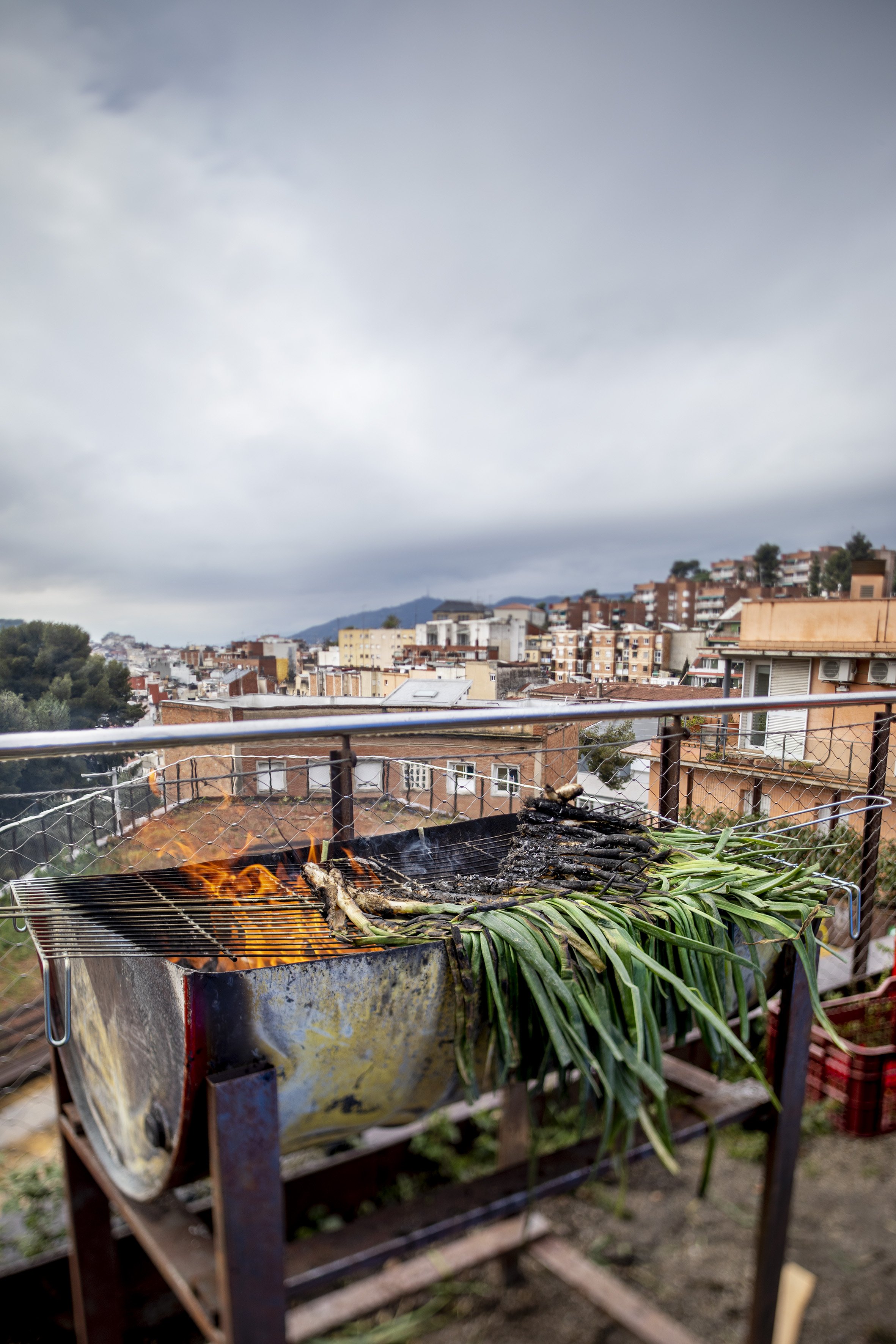 Calçots, El Coll