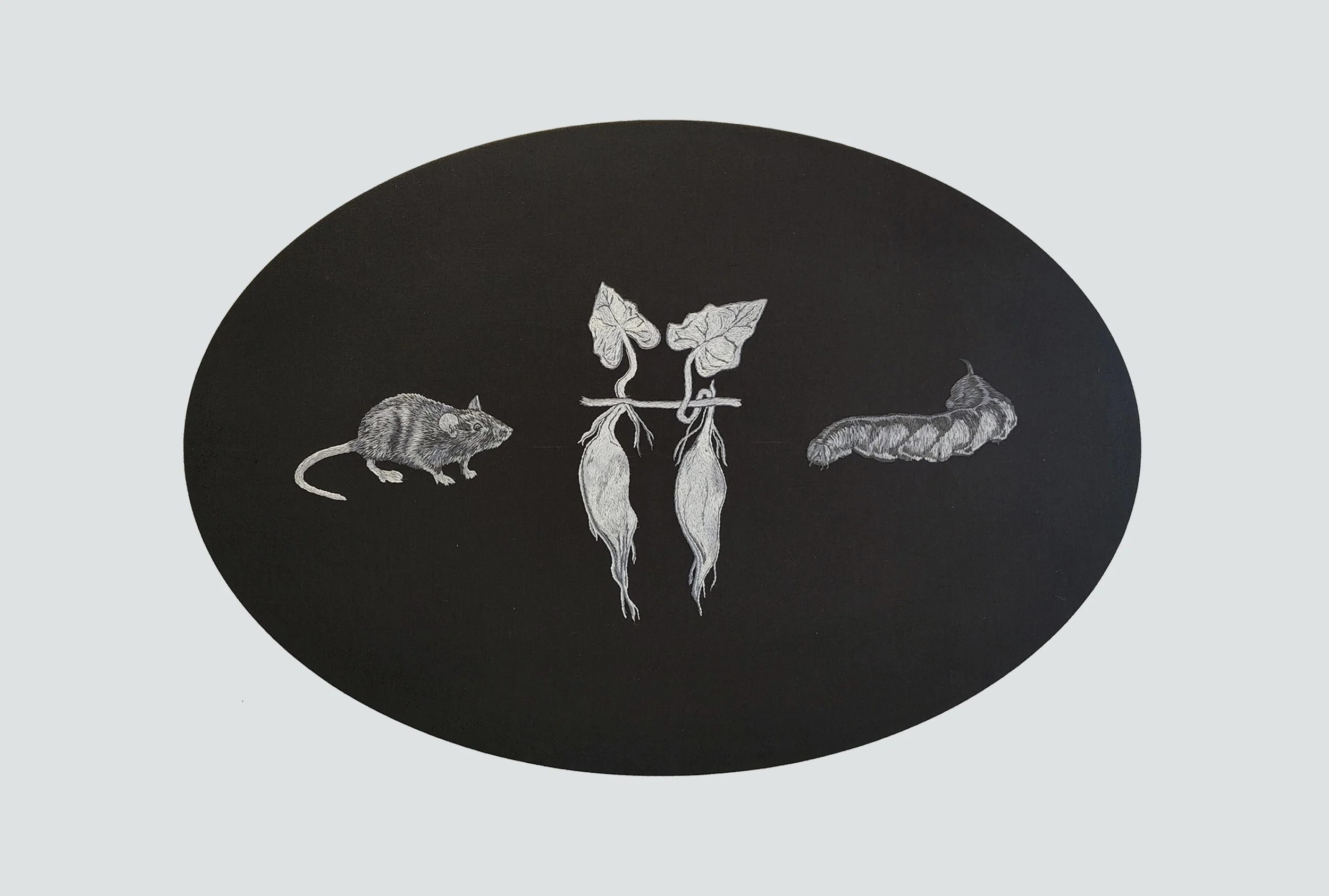 kiore kumara anuhe .jpg