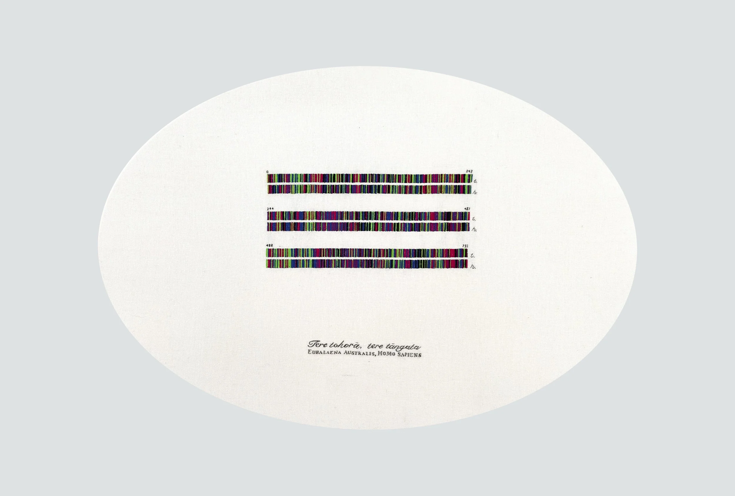 Tere tohora, tere tangata; DNA sequence data.jpg