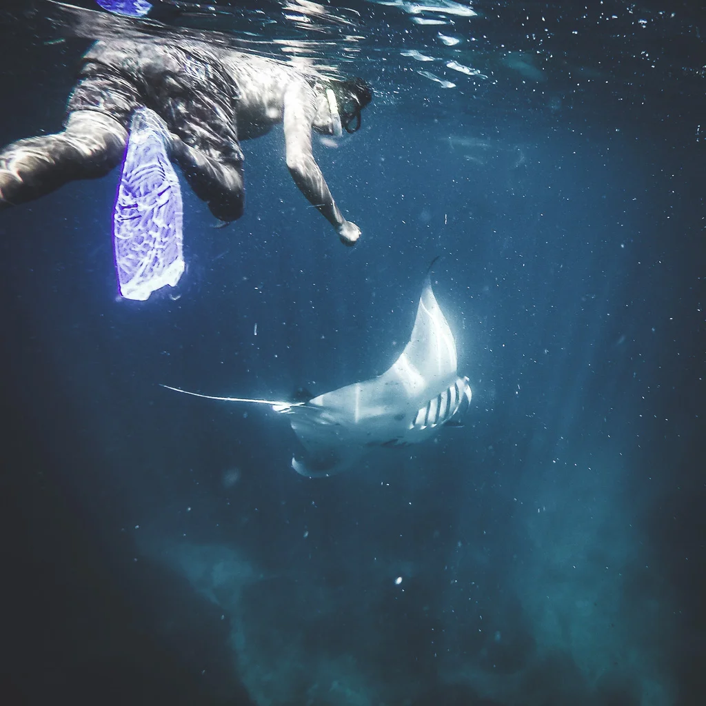 Swimming with a school of mantas. Epic!