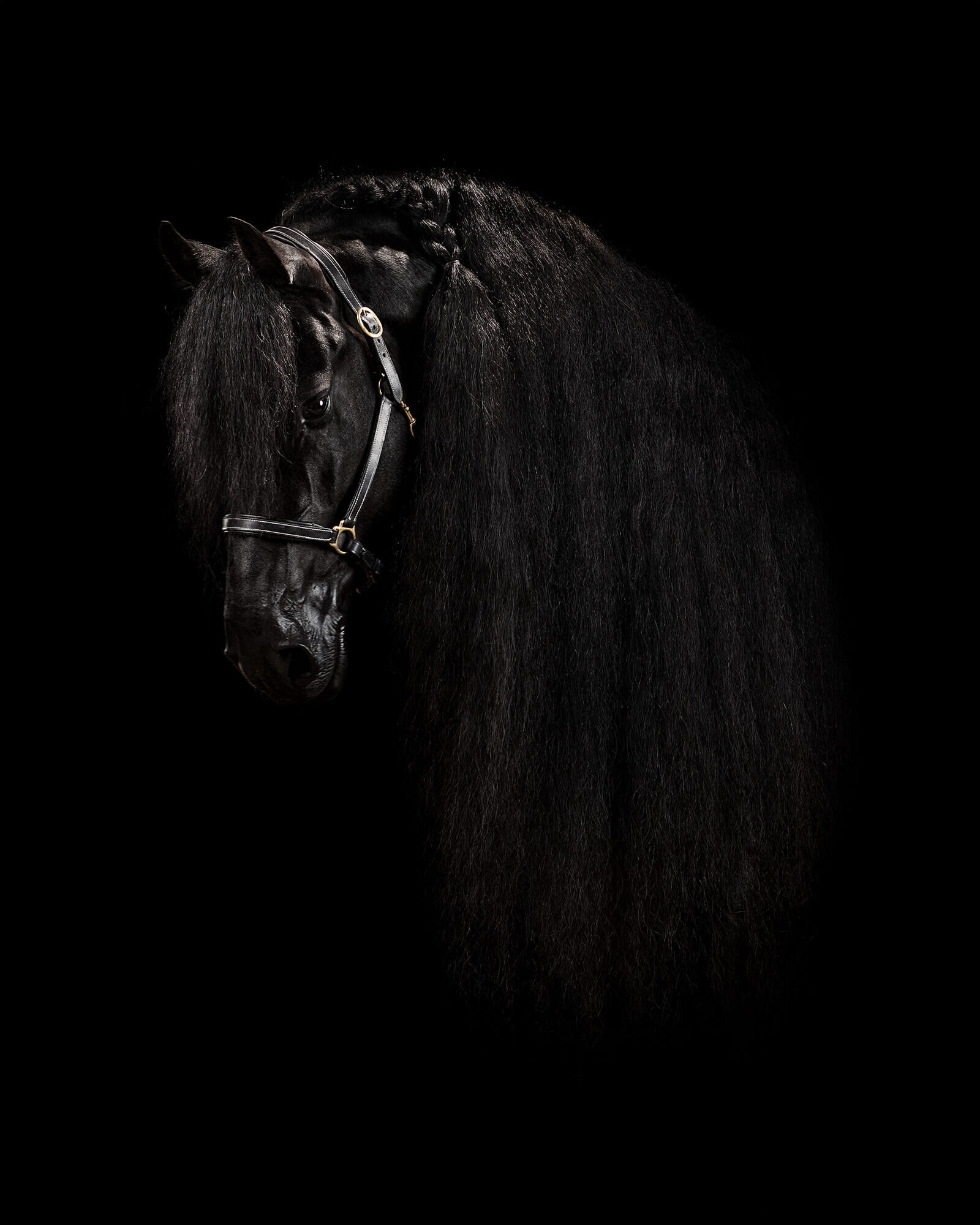 portretfoto-friese-paarden-friesian-horses-paardensport-stal-hermes-fokken.jpg