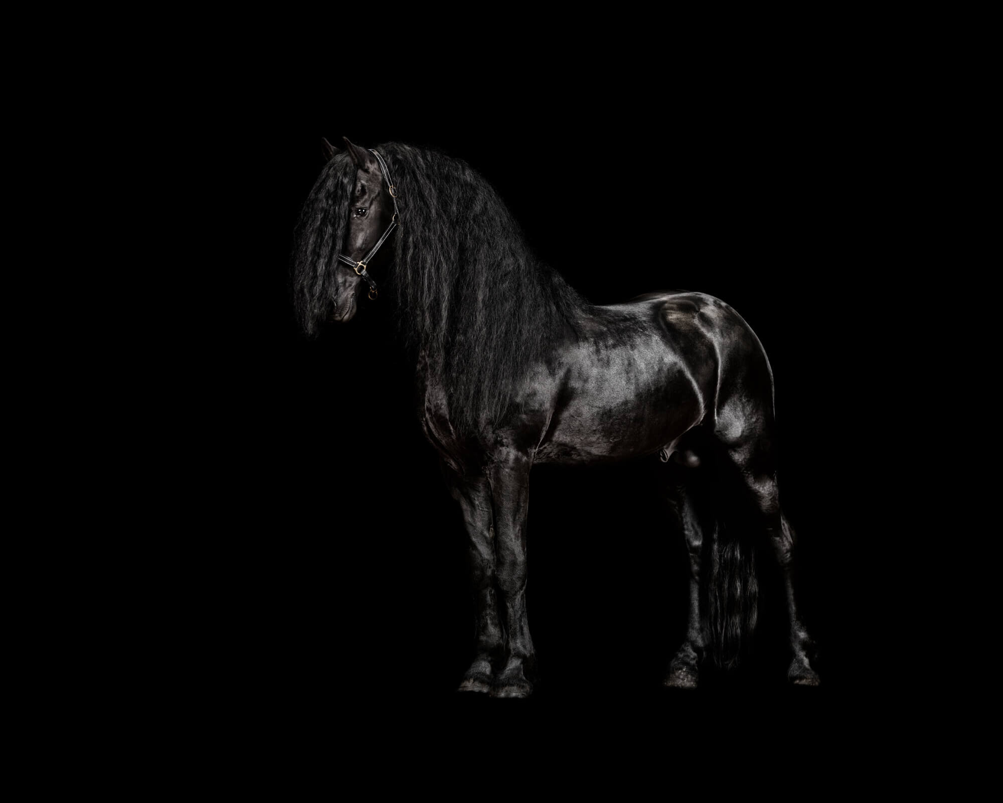 portretfoto-friese-paarden-friesian-horses-paardensport-stal-hermes.jpg