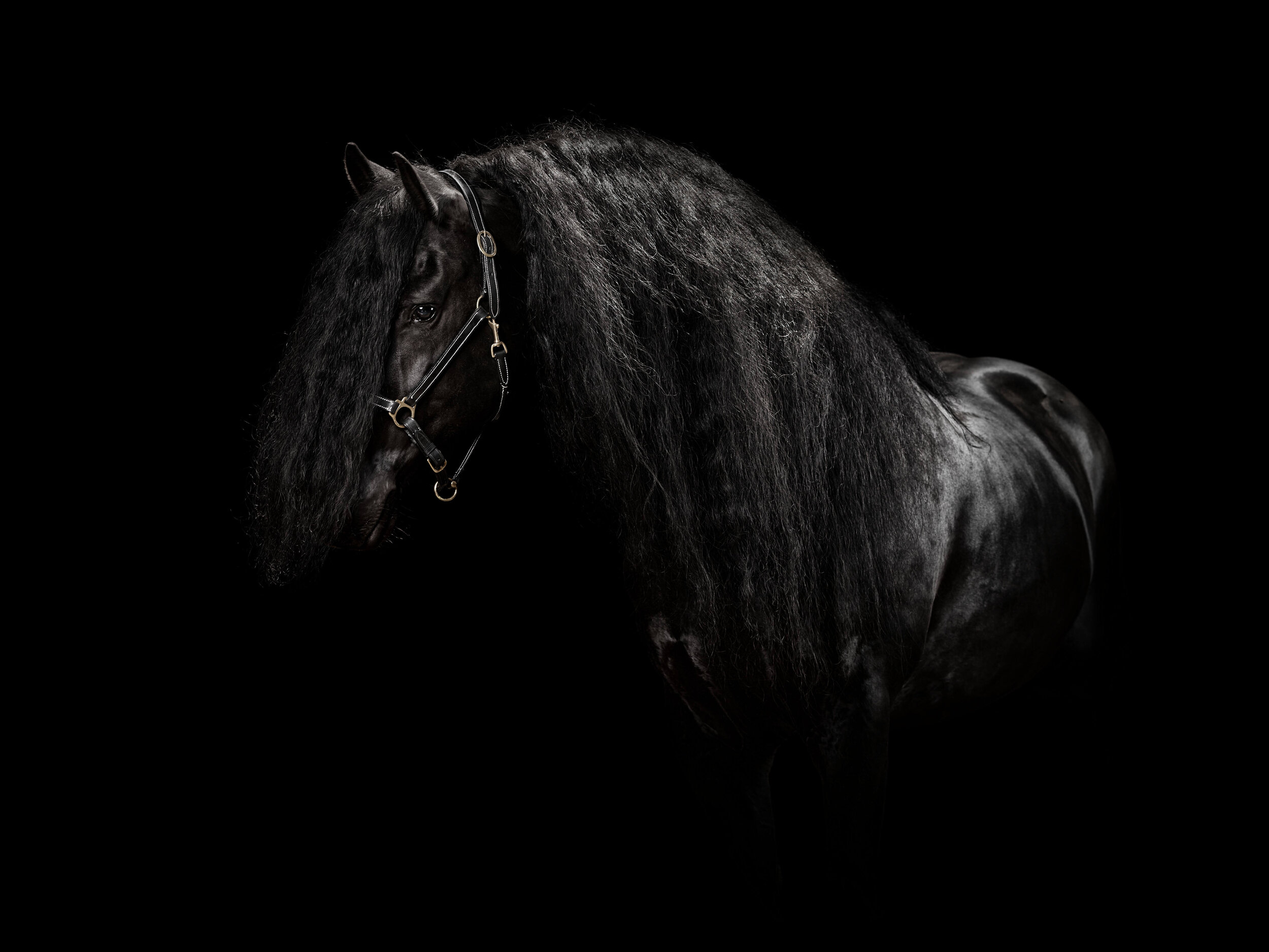 portretfoto-friese-paarden-friesian-horses-paardensport-stal-hermes-nederland.jpg