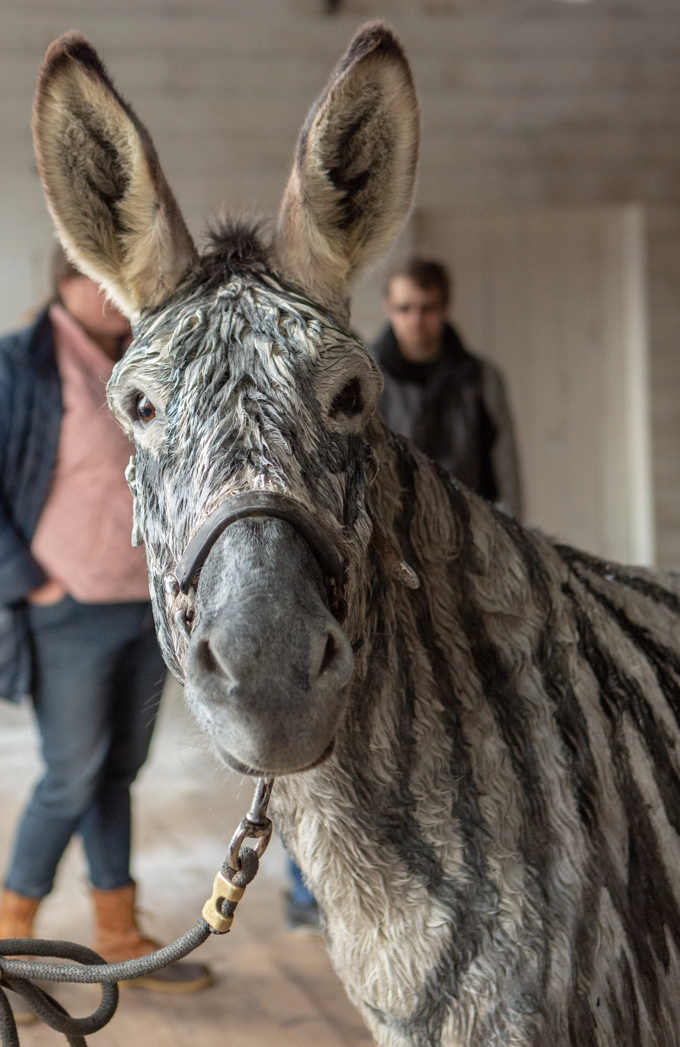 zebra.jpg