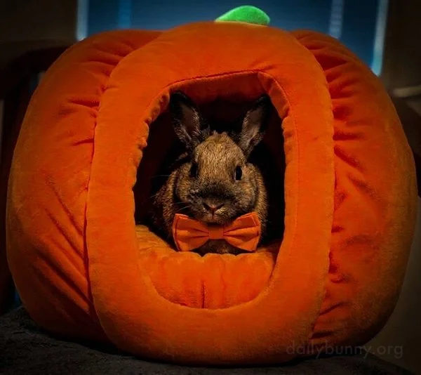 It's the Daily Bunny's Halloween 2026 Mega-Post!