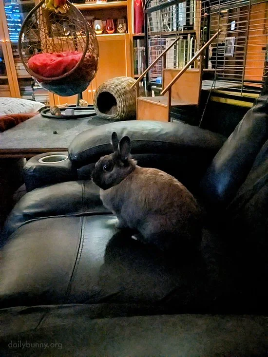 It's Bunny's Turn to Sit in the Big Chair, Human — The Daily Bunny