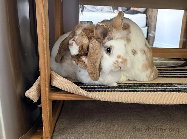 You're a Good Big Brother, Bunny