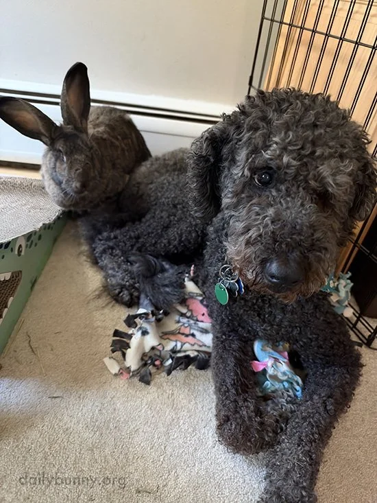 Pup Backs Up Right Into Bunny for Snuggles