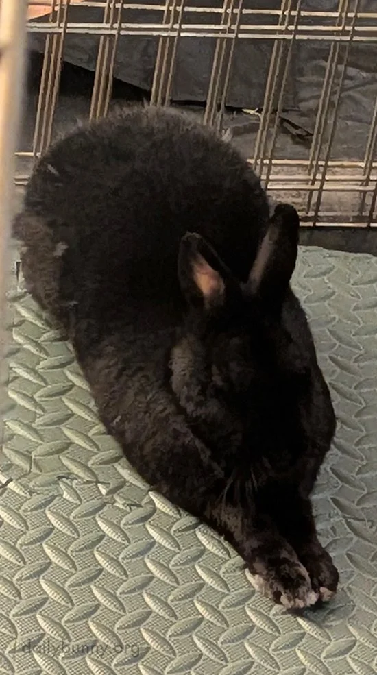 Tell Us Your Riddle, Bunny