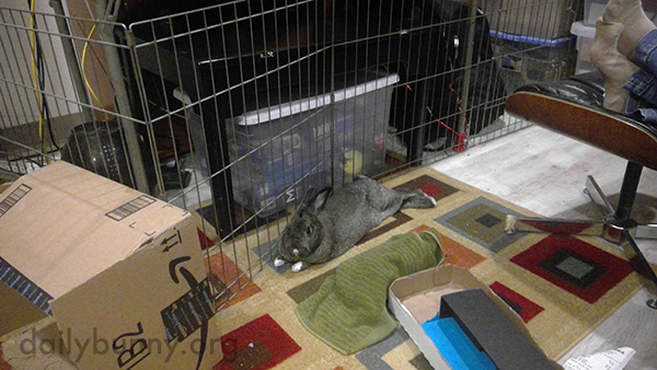 Bunnies Are Good at Hanging Out Together 3
