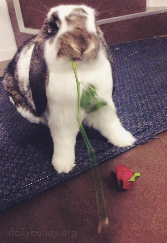 Bunnies Celebrate Valentine's Day 2