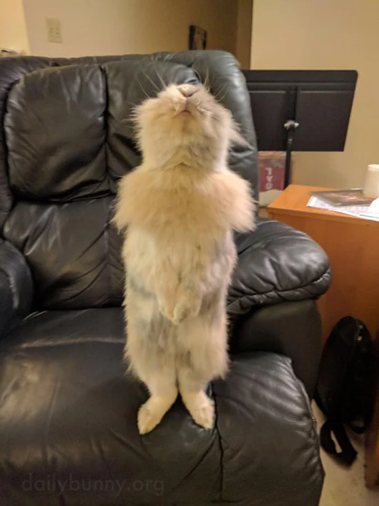 Bunny Stretches Sooo Tall!