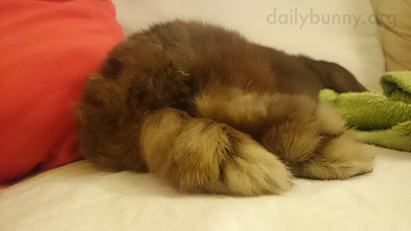 Just Look at These Fluffy Feetsies