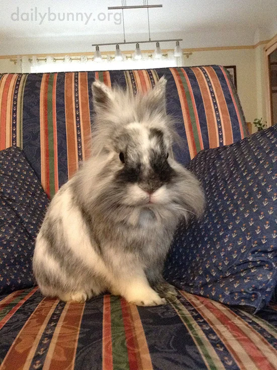 Bunny Claims This Chair as His Own