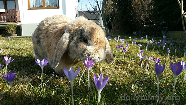 Bunny Takes a Moment to Check Out the Crocuses
