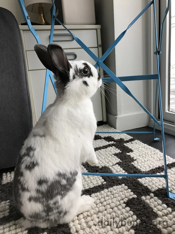 What Is This Weird Contraption, Human?