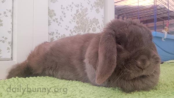 Bunny Is Not in the Mood Right Now... For Anything