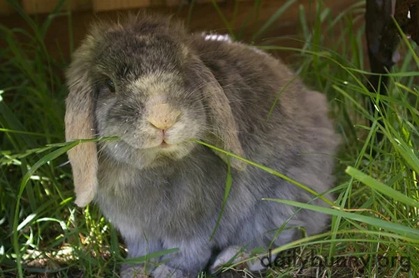Bunny Happily Nibbles on Grass