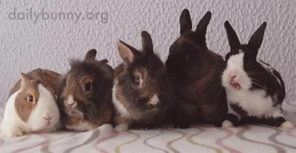 Bunnies Line Up for a Photo... and a Yawn