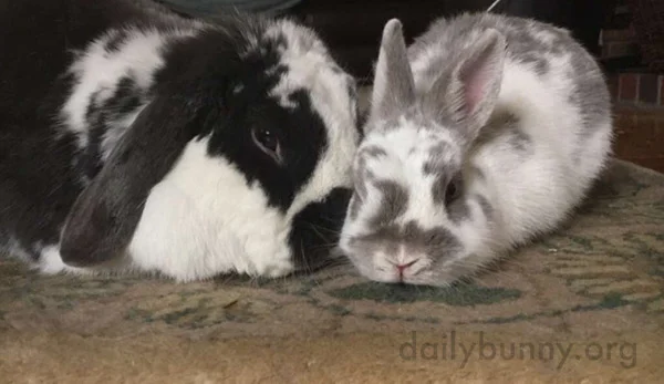 Let Me Give You a Tip, Kid. If You Look Extra Cute, Human Will Give You Treats!