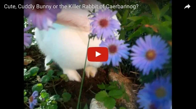 Cute, Cuddly Bunny or the Killer Rabbit of Caerbannog?