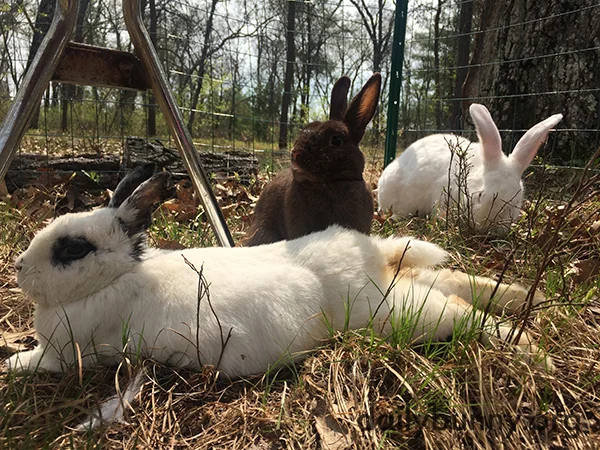 Bunnies Get a Change of Scenery Outside 1