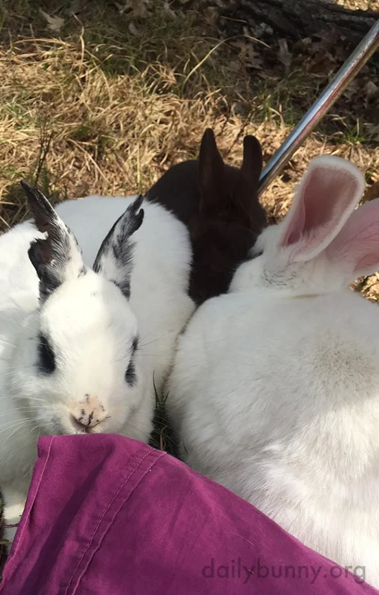 Bunnies Get a Change of Scenery Outside 2