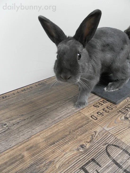 You Seem Like You Have a Treat. Do You Have a Treat?