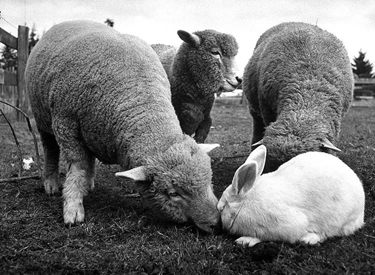 Bunny Takes a Break from Sheep Herding for a Snack