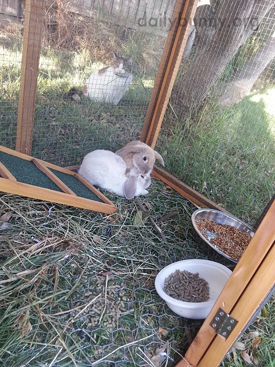 Bunny Grooms Her Sister