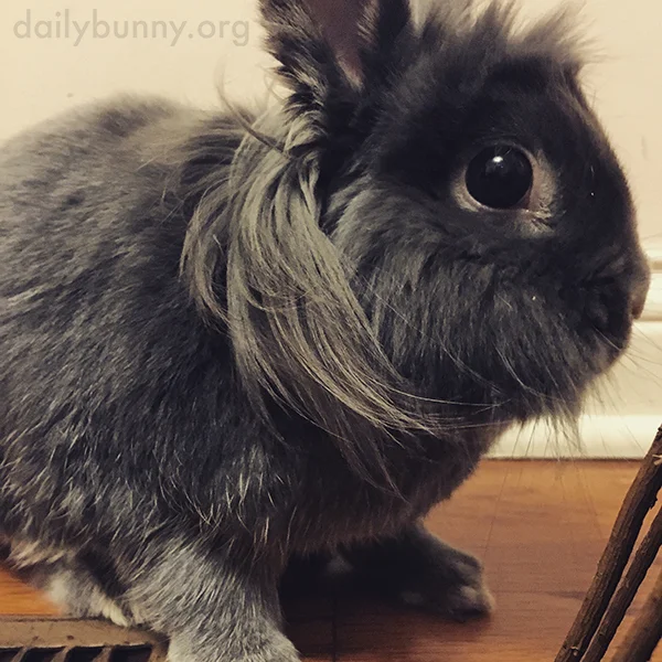 Bunny's Fur Is Business in the Front, Party in the Back