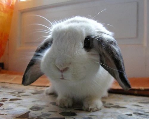 2008, 8-6 Daily Bunny