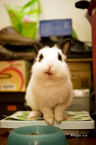 2008, 10-1 Daily Bunny