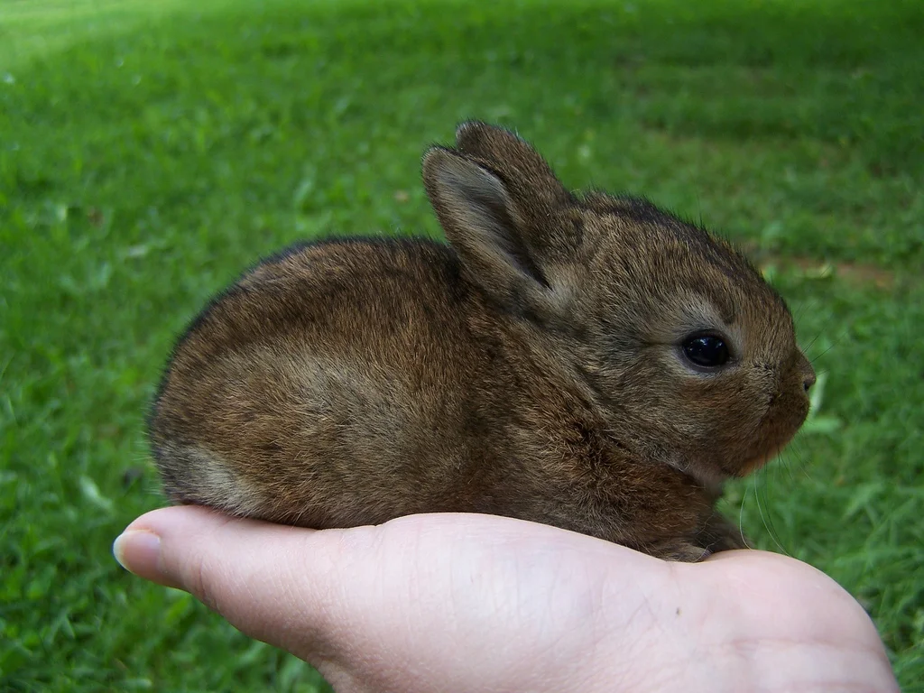 2008, 12-1 Daily Bunny