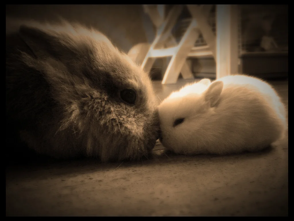 2009, 1-1 Daily Bunny