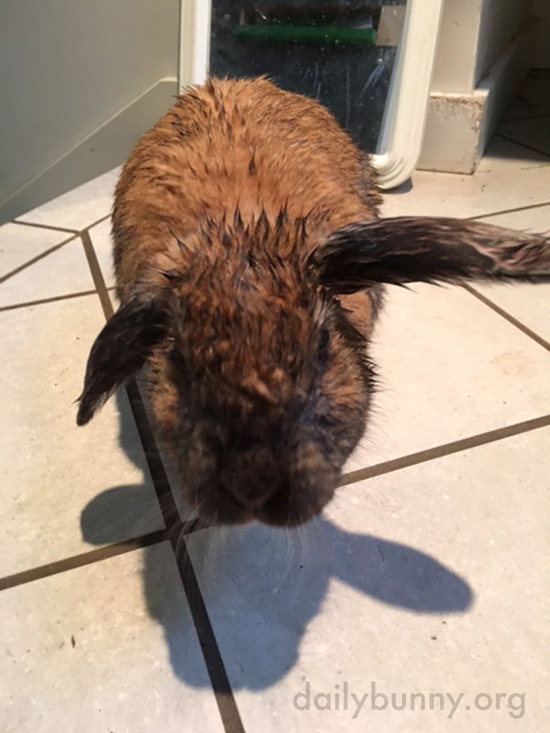 Bunny Comes in from a Romp in the Rain