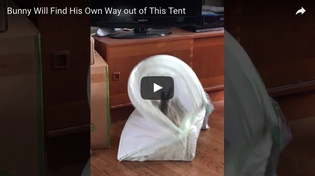 Bunny Will Find His Own Way out of This Tent