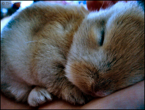 2009, 5-1 Daily Bunny