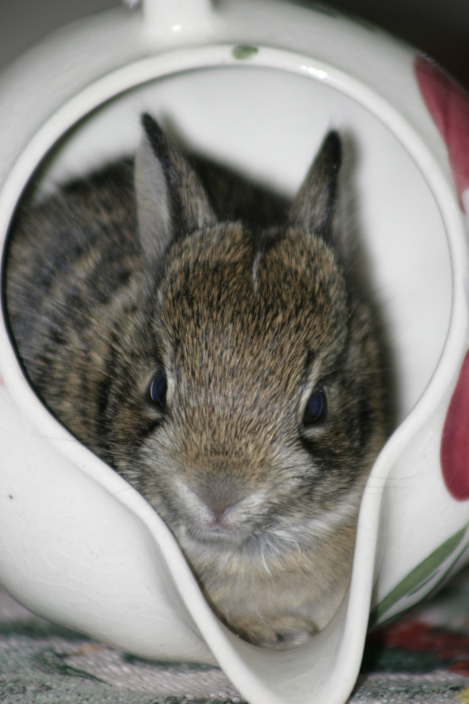 2009, 6-1 Daily Bunny