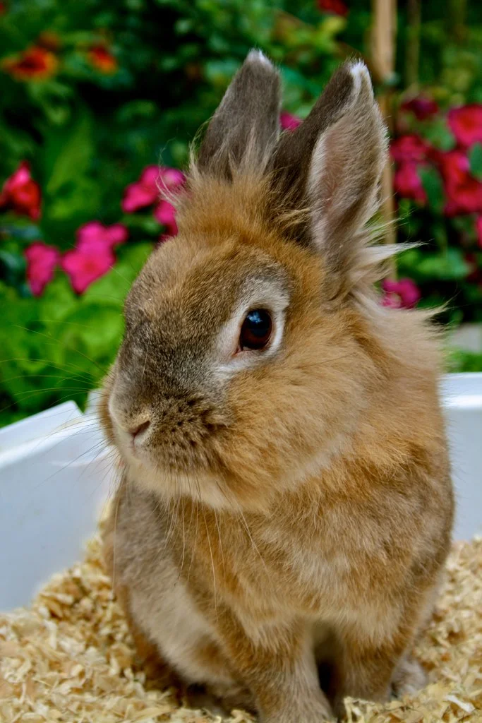 2009, 8-5 Daily Bunny