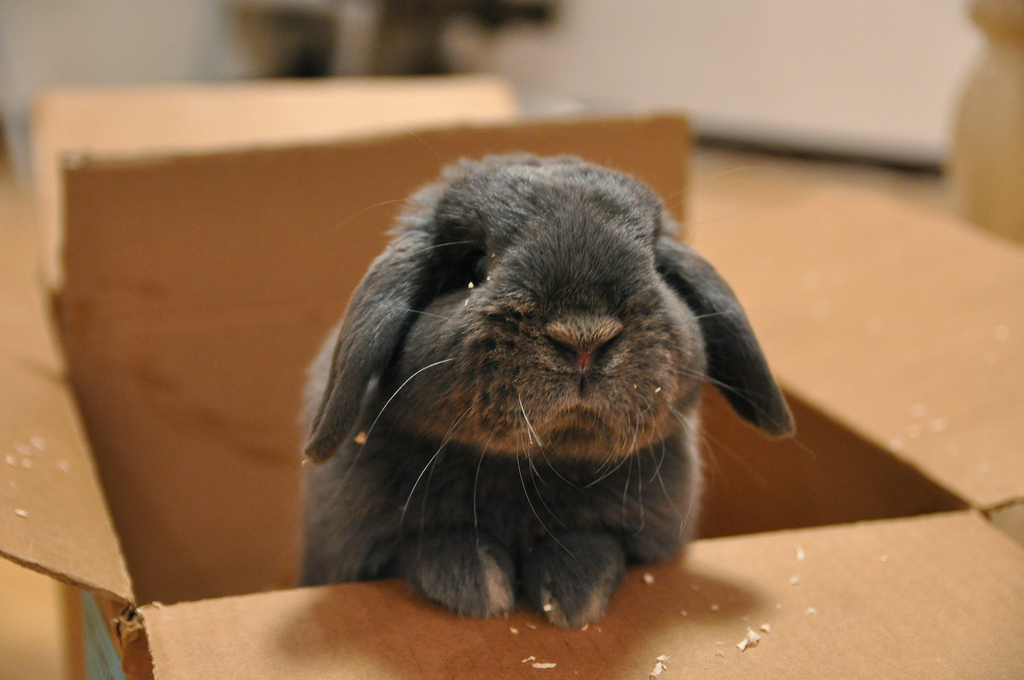 2009, 9-9 Daily Bunny