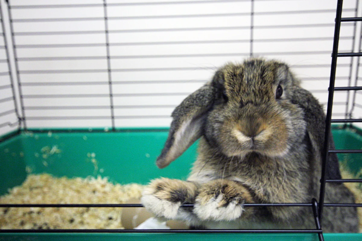 2009, 11-11 Daily Bunny