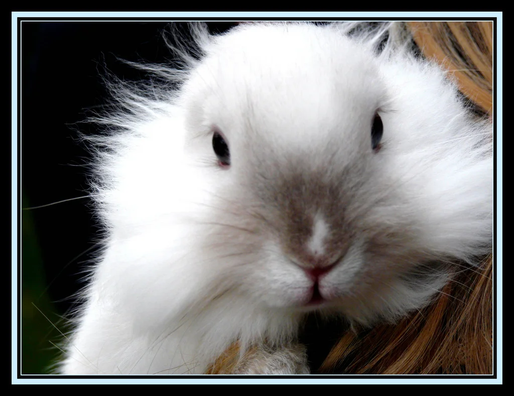 2009, 12-1 Daily Bunny