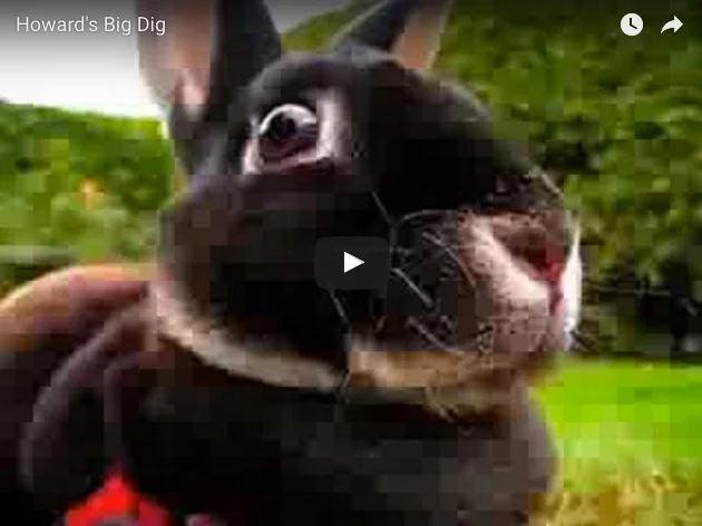 Howard's Big Dig.jpeg