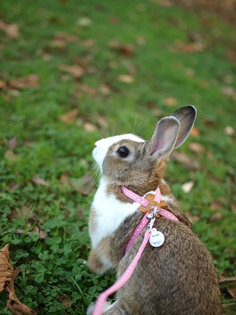 2010, 3-1 Daily Bunny