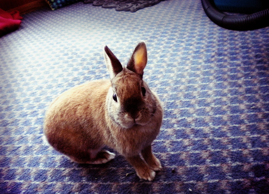 2010, 5-5 Daily Bunny