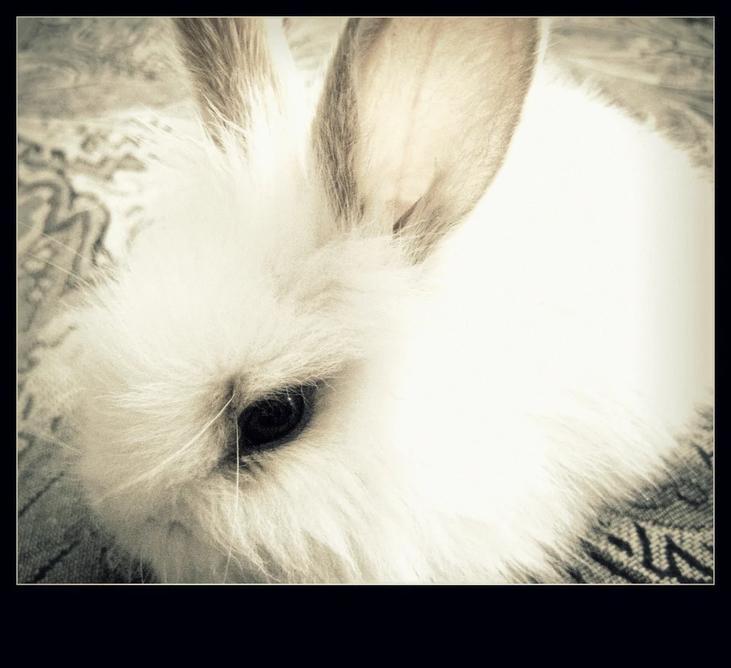 2010, 6-6 Daily Bunny