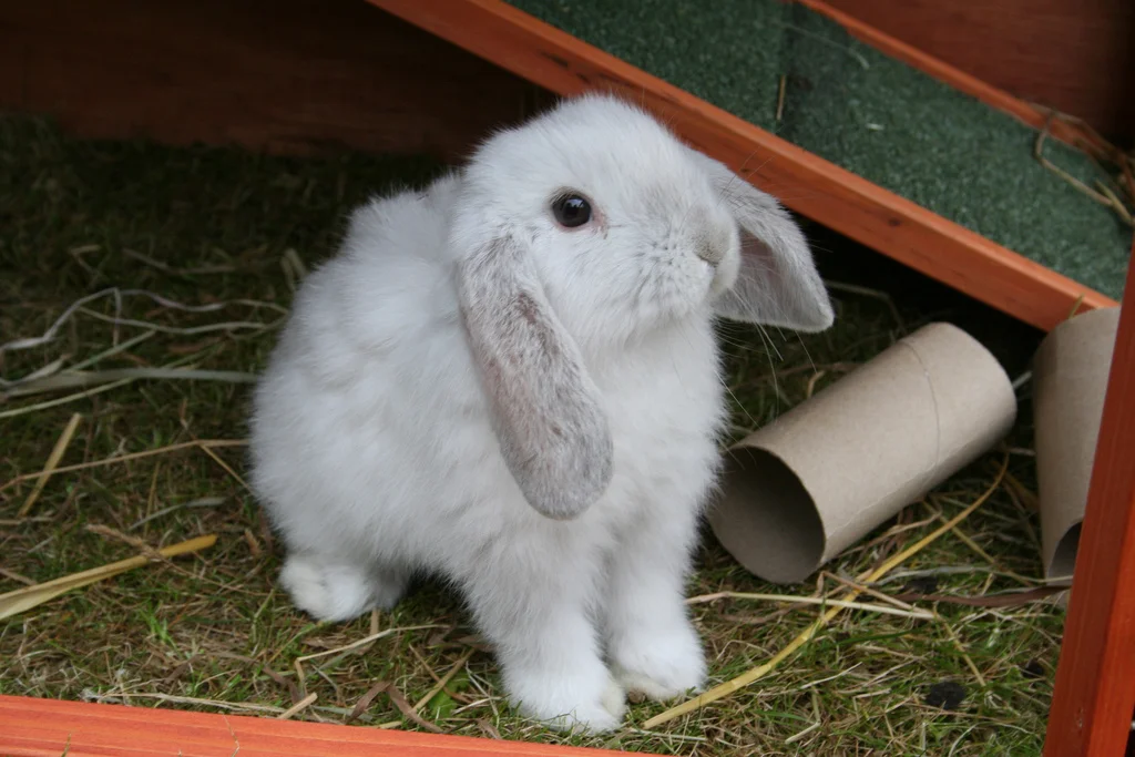 2010, 7-7 Daily Bunny