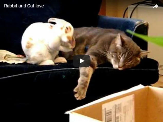         &lt;/iframe&gt;"        

 
   Rabbit and cat nap together   ( Via ; many thanks to Yvonne!)  
 






















     